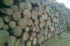 surowiec3