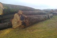 surowiec4